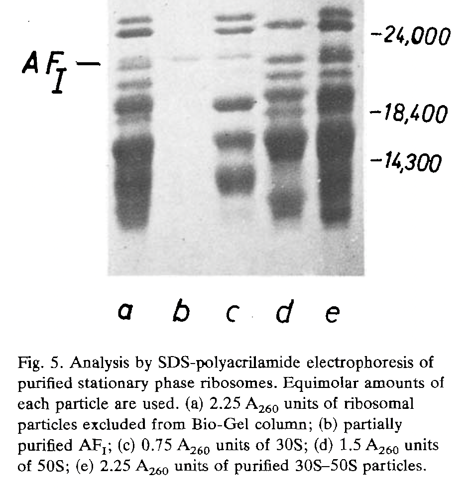 SDS-PAGE gel showing Association Factor I (AFI), most likely the first ribosome hibernation factor (HPF) to be identified, isolated from Bacillus stearothermophilus by García-Patrone in 1980.